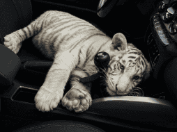 La Policía de la Ciudad de México detuvo a un sujeto de 30 años de edad que llevaba consigo a la cría de tigre de bengala. X / @SSC_CDMX