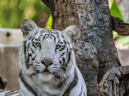 El tráfico de especies es un problema persistente y de gran escala en el territorio mexicano, considerado el cuarto negocio criminal más lucrativo a nivel mundial. CANVA