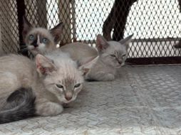 El rescate de los animales tuvo lugar en calles de la colonia Educadores Jaliscienses. ESPECIAL/Policía de Tonalá