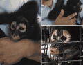 Profeca reiteró su llamado para que la ciudadanía no adquiera ni mantenga primates como mascotas. PROFEPA / ESPECIAL