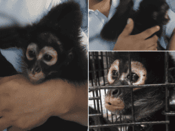 Profeca reiteró su llamado para que la ciudadanía no adquiera ni mantenga primates como mascotas. PROFEPA / ESPECIAL