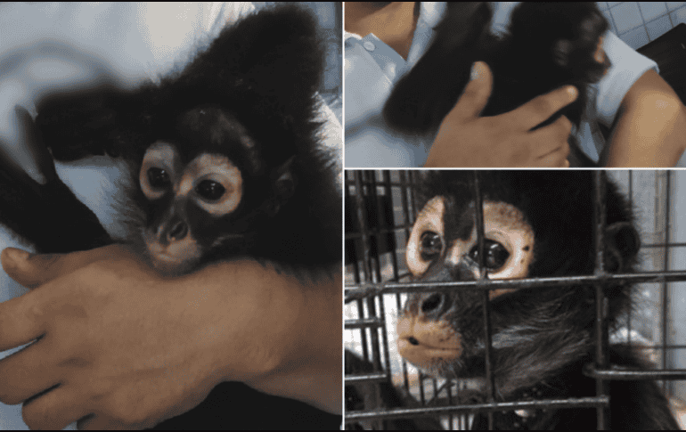 Profeca reiteró su llamado para que la ciudadanía no adquiera ni mantenga primates como mascotas. PROFEPA / ESPECIAL