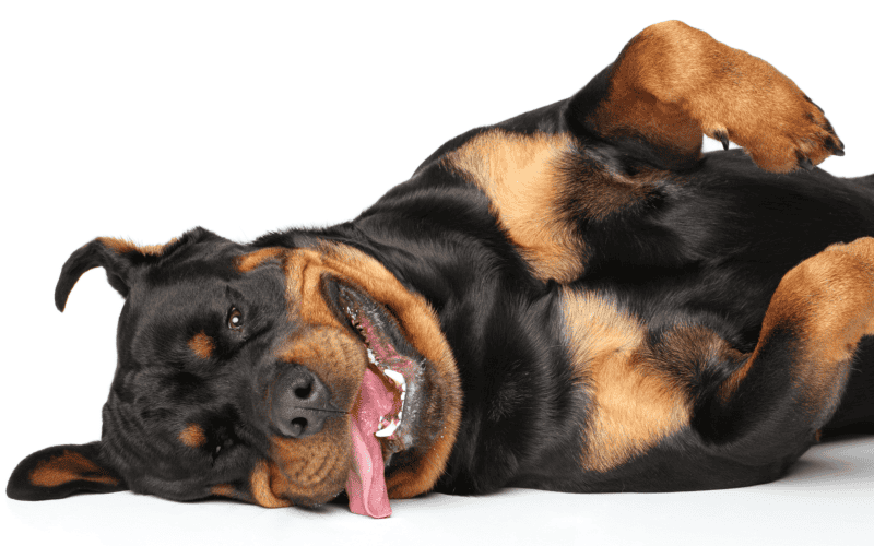 Rottweiler. CANVA&nbsp;