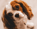 Descubre las mejores razas de perros para departamentos en Jalisco. Una guía sobre mascotas adaptables a espacios pequeños para una convivencia armónica. ESPECIAL/Canva