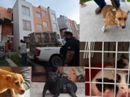 Todos los ejemplares quedaron bajo la protección de la Dirección de Acopio y Salud Animal de Tlajomulco para recibir atención médica. ESPECIAL/FISCALÍA