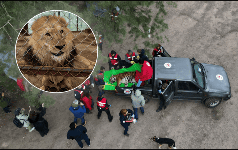 Los treinta ejemplares partieron el mismo lunes de viaje a EU y Sudáfrica. FOUR PAWS