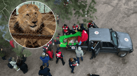 Los treinta ejemplares partieron el mismo lunes de viaje a EU y Sudáfrica. FOUR PAWS