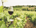 Durante todo agosto, Jalos se transforma en el epicentro del enoturismo con el Festival del Vino y el Queso, una experiencia que combina catas, vendimias y cultura. CANVA