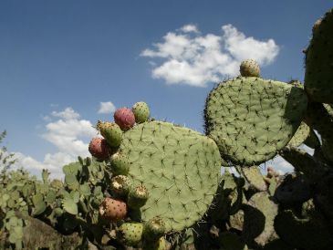 Entre las riquezas naturales de Ojuelos de Jalisco están zonas de bosques de roble, pirul, encino y frutales, aunque la mayor parte del territorio es seco. EL INFORMADOR / ARCHIVO