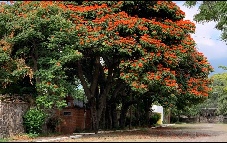 Caminar tranquilamente en este pueblo de Jalisco es una de las experiencias más relajantes y enriquecedoras que ofrece la región occidente del país. UNSPLASH / O. WAHL
