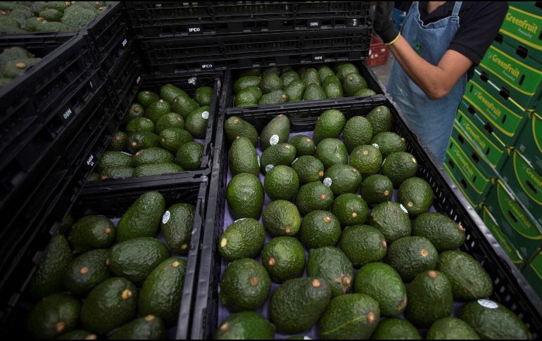 Cientos de toneladas saldrían cada año a China desde las huertas que el fundador y exlíder de La Familia Michoacana, 