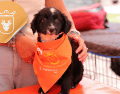 Vacunar a una mascota no solo mejora su calidad de vida, sino que también te permite disfrutar de su compañía por mucho más tiempo. ESPECIAL/ Facebook/ Protección Animal Zapopan/ Juan José Frangie