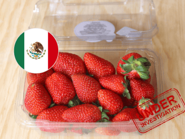 La controversia surge después de que productores estadounidenses, principalmente de Florida, solicitaran a las autoridades de su país revisar las importaciones de fresas procedentes de México durante la temporada invernal. ESPECIAL