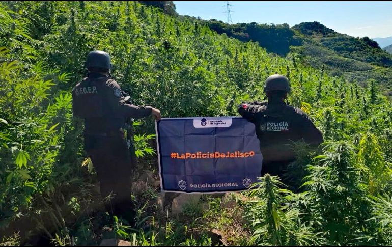 En el sitio fueron contabilizadas alrededor de 360 mil plantas, algunas de las cuales alcanzaban hasta 2.5 metros de altura. ESPECIAL