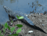 La SEMADET anuncia el primer Festival de los Cocodrilos en Puerto Vallarta. ESPECIAL/Gobierno de Jalisco