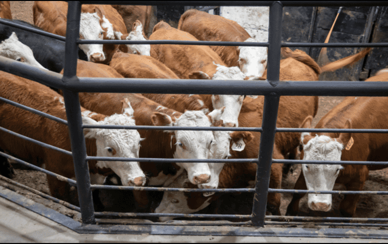 La reapertura de la frontera representa un alivio no solo para México, sino también para la industria cárnica de EU, que ha enfrentado una notable escasez de ganado y presiones inflacionarias en los precios de la carne. CANVA