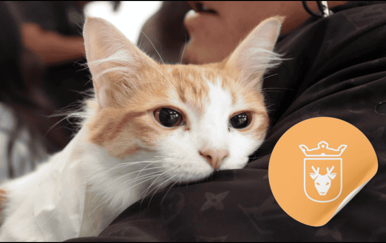 Vacunar a una mascota no solo mejora su calidad de vida, sino que también te permite disfrutar de su compañía por mucho más tiempo. ESPECIAL/ Facebook/ Protección Animal Zapopan