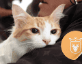 Vacunar a una mascota no solo mejora su calidad de vida, sino que también te permite disfrutar de su compañía por mucho más tiempo. ESPECIAL/ Facebook/ Protección Animal Zapopan