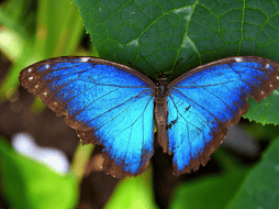La alteración en la coloración y en los ciclos de desarrollo de especies tropicales subraya cómo el calentamiento global está desestabilizando ecosistemas enteros, afectando no solo la estética de la naturaleza, sino también procesos vitales como la polinización y las cadenas tróficas en todo el mundo. CANVA