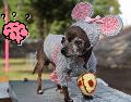 Conoce las seis señales queindican que un perro puede padecer de demencia. EL INFORMADOR / ARCHIVO