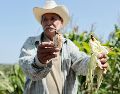 Las autoridades locales confirmaron al menos 14 récords de temperatura durante el mes de agosto. EFE / R. Sura