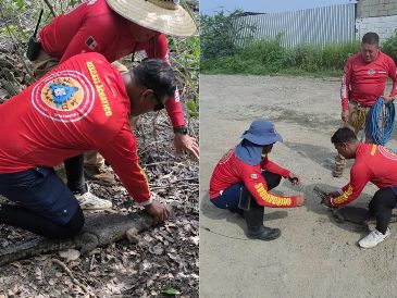 Protección Civil recordó los cuidados que se deben tener ante la aparición de un animal silvestre en Puerto Vallarta. ESPECIAL / FACEBOOK Protección Civil y Bomberos Puerto Vallarta