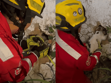 De acuerdo con el reporte, el felino no presentaba daños aparentes tras el rescate. FACEBOOK /PROTECCIÓN CIVIL Y BOMBERO GDL