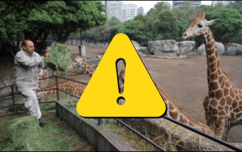 Estas son las malas condiciones del Zoológico de Chapultepec, según PETA Latino. SUN / ARCHIVO