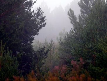 En la imagen de archivo, bosque de pinos. El equipo advierte de que los resultados no significan que la reforestación con especies exóticas sea una solución general a la crisis climática. EFE/J Guillén