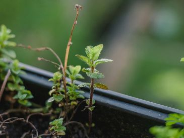 La producción de naranjas en Florida cerró la temporada 2025-2026 con un total de 12,92 millones de cajas, superando ligeramente las previsiones iniciales y quedando un 5 % por encima de la campaña anterior. Unsplash