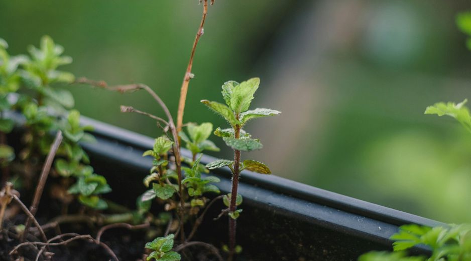 La producción de naranjas en Florida cerró la temporada 2025-2026 con un total de 12,92 millones de cajas, superando ligeramente las previsiones iniciales y quedando un 5 % por encima de la campaña anterior. Unsplash
