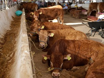 El avance de la plaga del gusano barrenador también representa un desafío para otros estados ganaderos. EL INFORMADOR/ARCHIVO