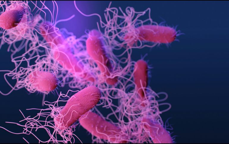 El Hospital General, como la Secretaría de Salud, informaron que el brote de Salmonela fue identificado el 31 de agosto. UNSPLASH /  CDC