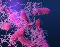El Hospital General, como la Secretaría de Salud, informaron que el brote de Salmonela fue identificado el 31 de agosto. UNSPLASH /  CDC