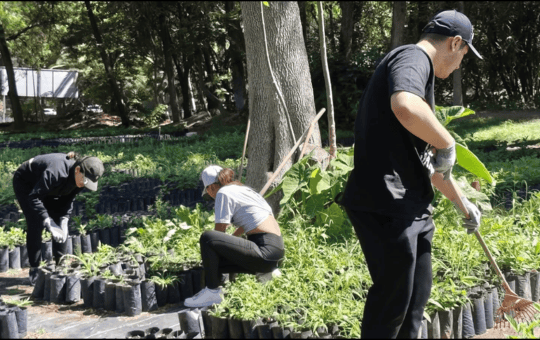 Hasta el momento, se han distribuido más de 200 mil ejemplares, mientras que entregan más de mil árboles al día. CORTESÍA