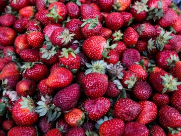 Productores de Estados Unidos (EU) presuntas prácticas comerciales desleales atribuidas a los productores y exportadores mexicanos de fresas mexicanas.EL INFORMADOR / ARCHIVO