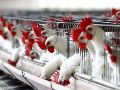 Se restringen todos los movimientos dentro del territorio nacional de aves de traspatio y aves que no sean controladas a través del Sistema de Monitoreo Avícola. EFE / U. RUIZ