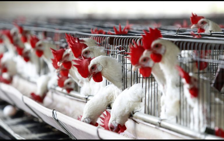 Se restringen todos los movimientos dentro del territorio nacional de aves de traspatio y aves que no sean controladas a través del Sistema de Monitoreo Avícola. EFE / U. RUIZ