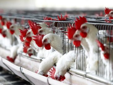 Se restringen todos los movimientos dentro del territorio nacional de aves de traspatio y aves que no sean controladas a través del Sistema de Monitoreo Avícola. EFE / U. RUIZ
