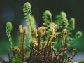El otoño es un buen momento para renovar los espacios con plantas de interior. UNSPLASH