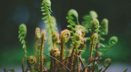El otoño es un buen momento para renovar los espacios con plantas de interior. UNSPLASH