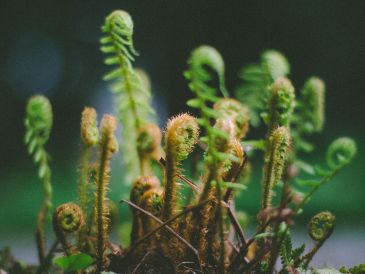 El otoño es un buen momento para renovar los espacios con plantas de interior. UNSPLASH