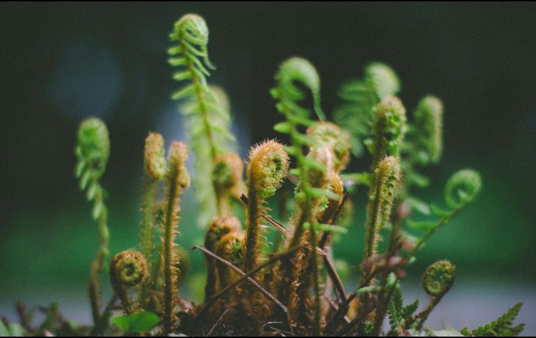 El otoño es un buen momento para renovar los espacios con plantas de interior. UNSPLASH