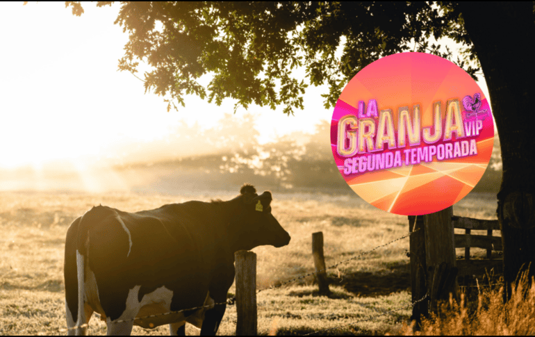El programa contará con una transmisión 24/7 para aquellos fanáticos que no quieran perderse ni un solo detalle de lo que sucede dentro de la granja. CANVA