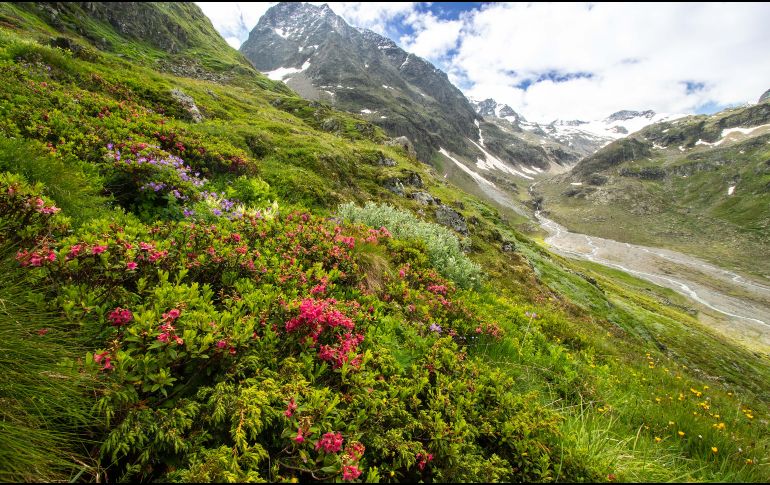 El estudio concluye que la zona más afectada que presenta la tasa de extinción más alta registrada, con un 49% de pérdida local de especies. EFE /  Kryštof Chytrý