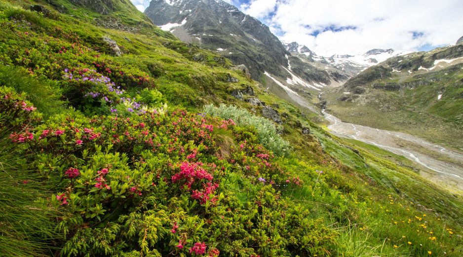 El estudio concluye que la zona más afectada que presenta la tasa de extinción más alta registrada, con un 49% de pérdida local de especies. EFE /  Kryštof Chytrý