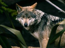 El lobo gris mexicano es una especie transfronteriza en peligro de extinción. Unsplash