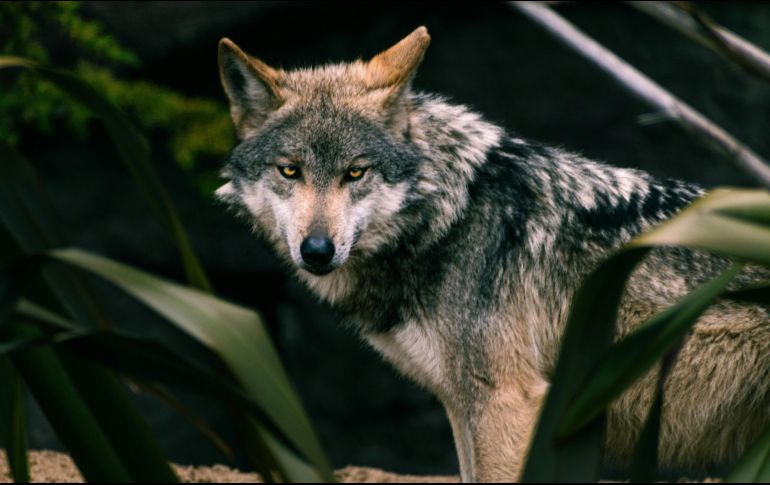 El lobo gris mexicano es una especie transfronteriza en peligro de extinción. Unsplash