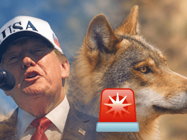 Recientemente el presidente de Estados Unidos Donald Trump firmo una orden que podría poner en riesgo al lobo mexicano especie transfronteriza en peligro de extinción.EFE / A. GORDON / UNSPLASH / W. SPIRIT