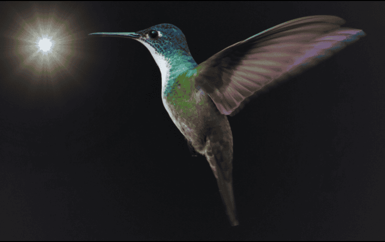 Al dejar únicamente una fuente de luz natural, el colibrí volará instintivamente hacia la claridad. ESPECIAL / CANVA
